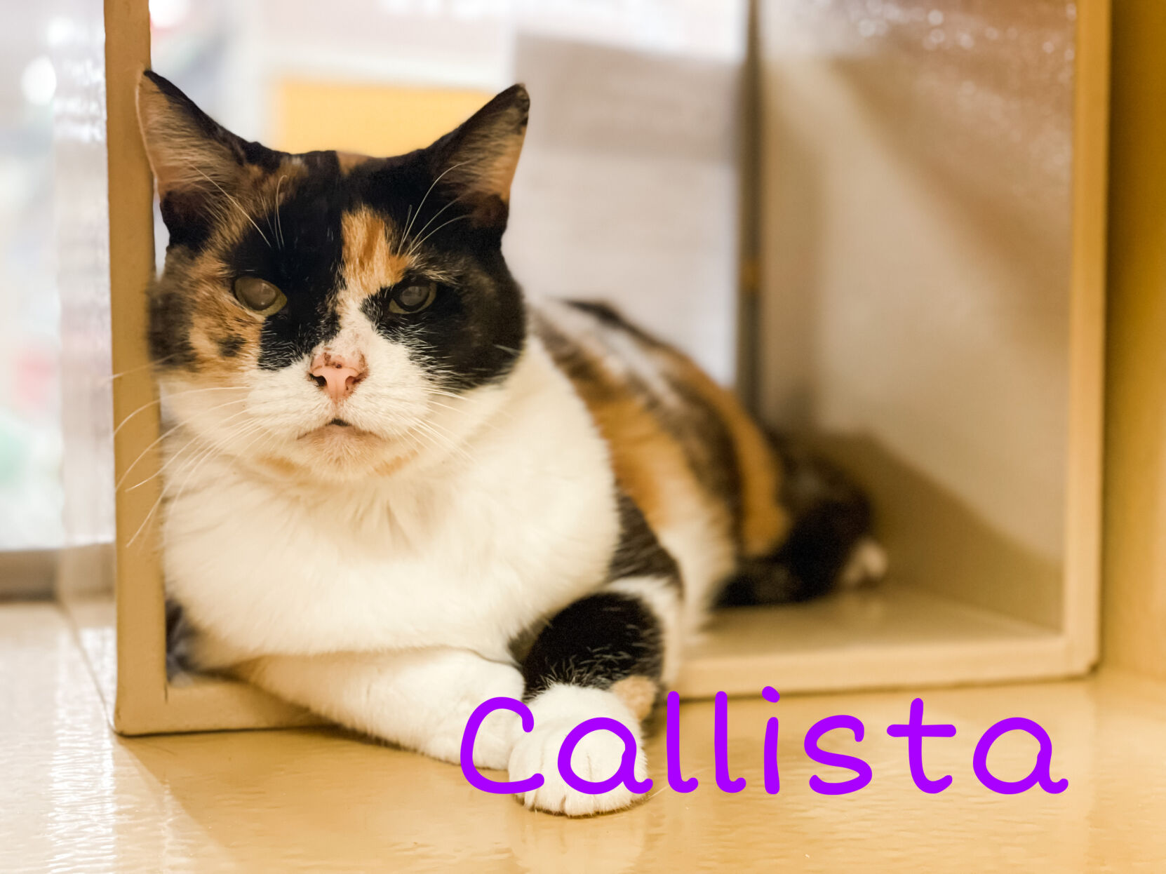 Callista